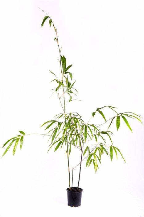 Gigantochloa atroviolacea (Java Black Bamboo)